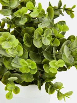 Petit Eucalyptus Artificiel|Primark Best